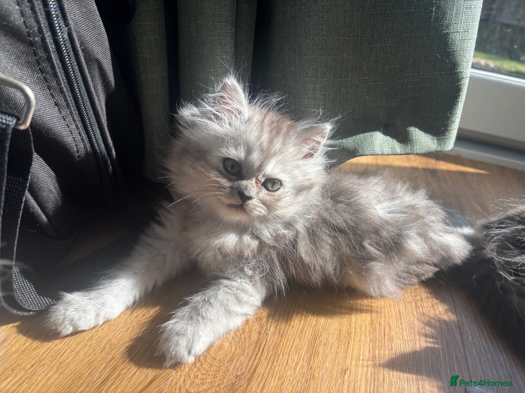Persian cats for sale: Last Boy! Persian Ragdoll Kittens  - Image 12