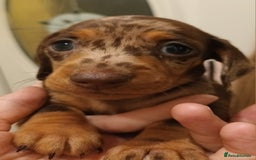 Dachshund dogs for sale: Mini Chocolate dapple sausage/daschunds puppies - Image 13