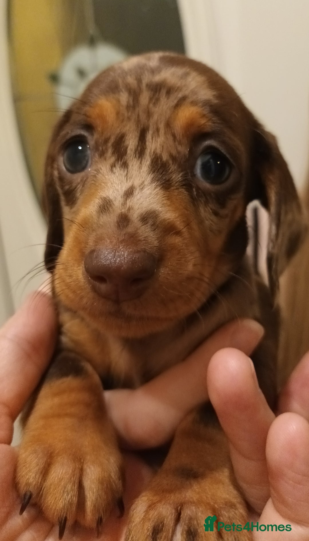 Dachshund dogs for sale: Mini Chocolate dapple sausage/daschunds puppies - Image 13