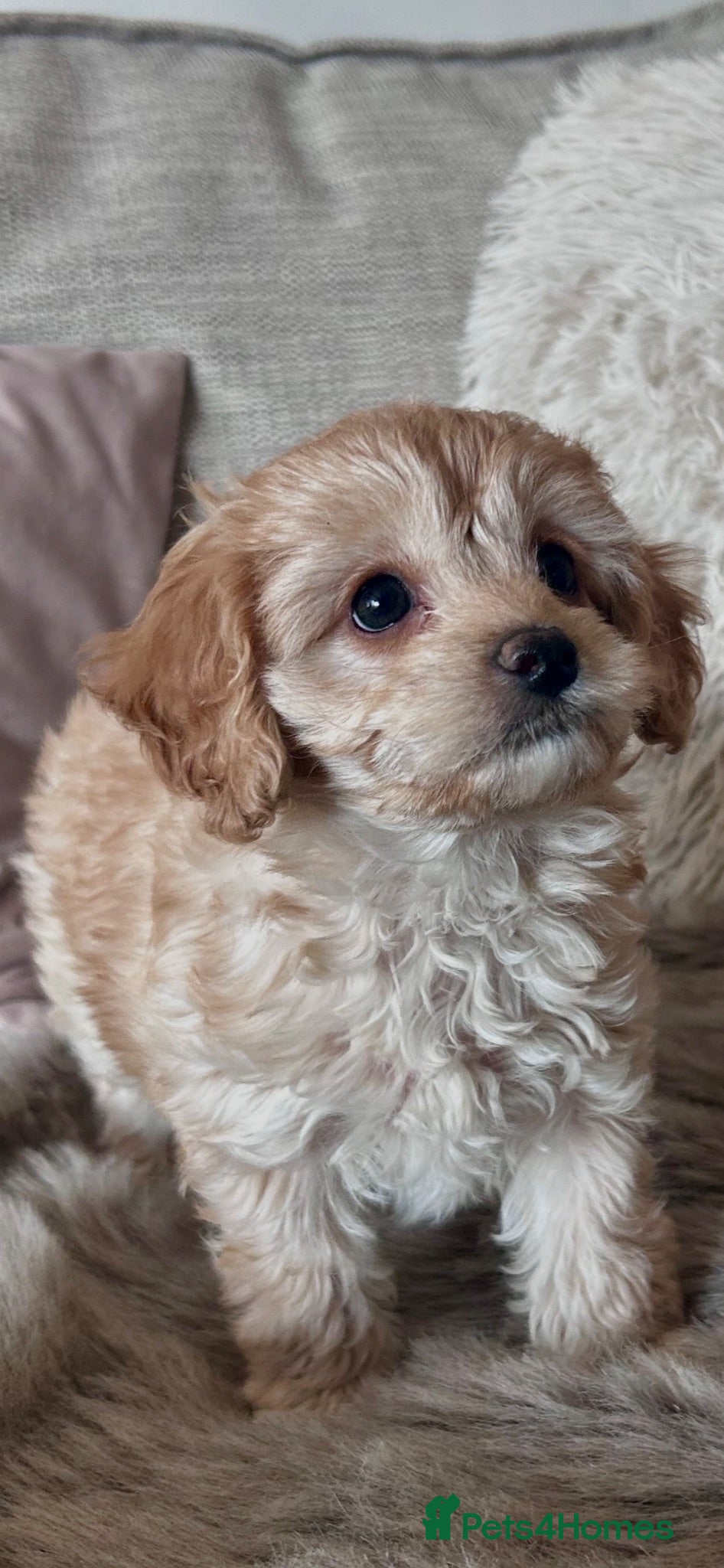 Cavapoochon dogs Reduced Cavapoochon pups Health tested parents - Advert 5