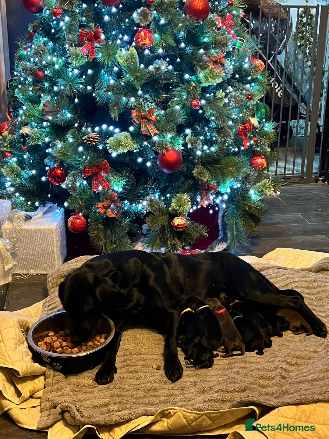 Mixed Breed dogs for sale: Labrador retriever cross - Advert 6