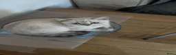 British Longhair cats for sale: British Shorthair Colourpointed Kittens  - Advert 9
