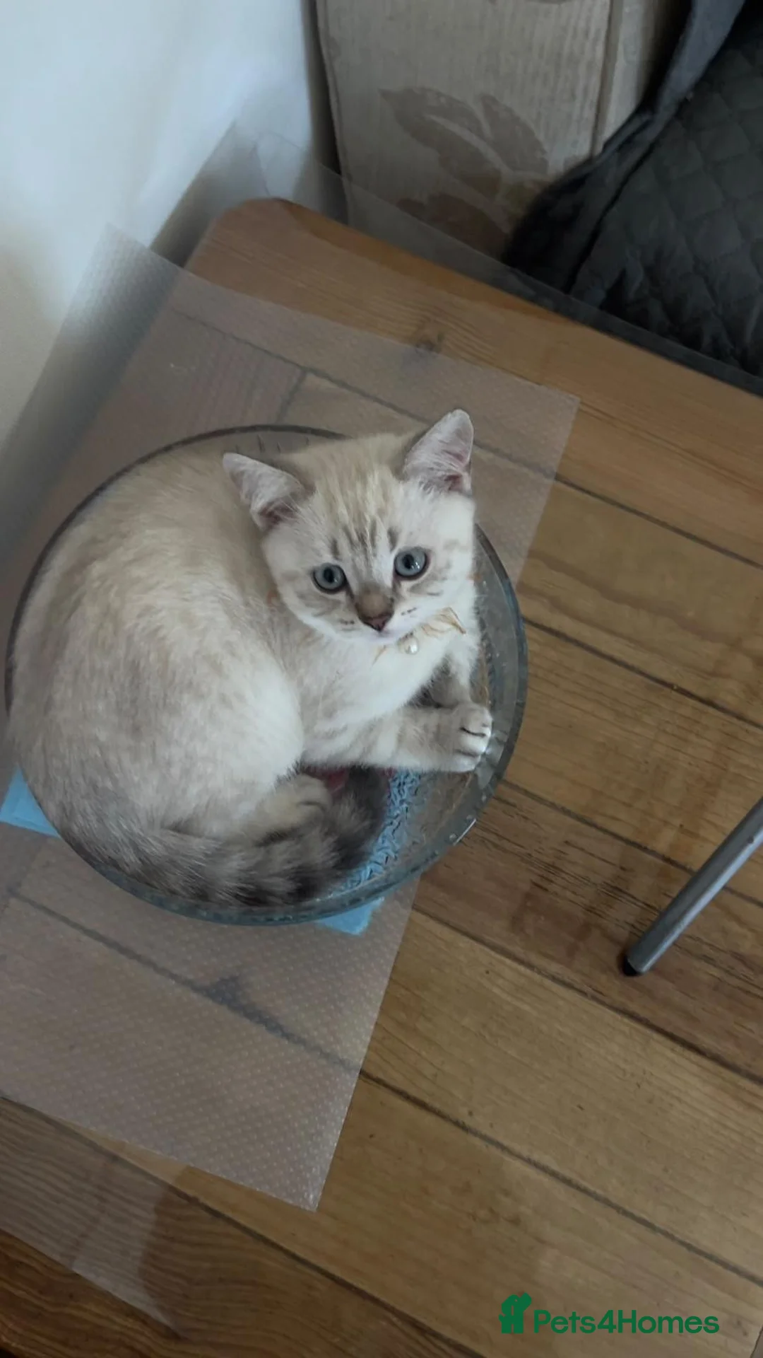 British Longhair cats for sale: British Shorthair Colourpointed Kittens  - Advert 9