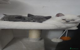 British Shorthair cats for sale: BRITISH SHORTHAIR PEDIGREE - FIRST LITTER - Image 7