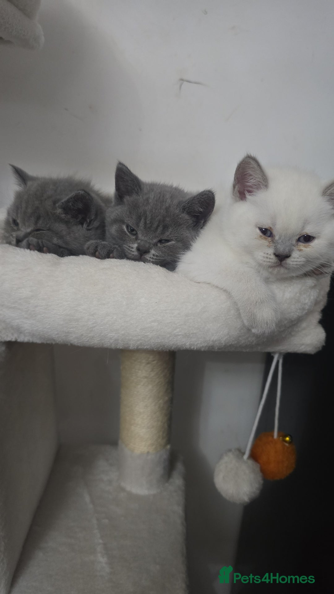 British Shorthair cats for sale: BRITISH SHORTHAIR PEDIGREE - FIRST LITTER - Image 7