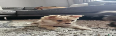 Pomchi 2