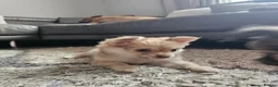 Pomchi dogs for sale: 3 beautiful long-haired Chihuahua x Pomchi pups - Advert 4