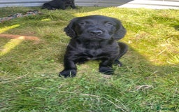 Mixed Breed dogs for sale: Beautiful Spangold puppies  - Image 5