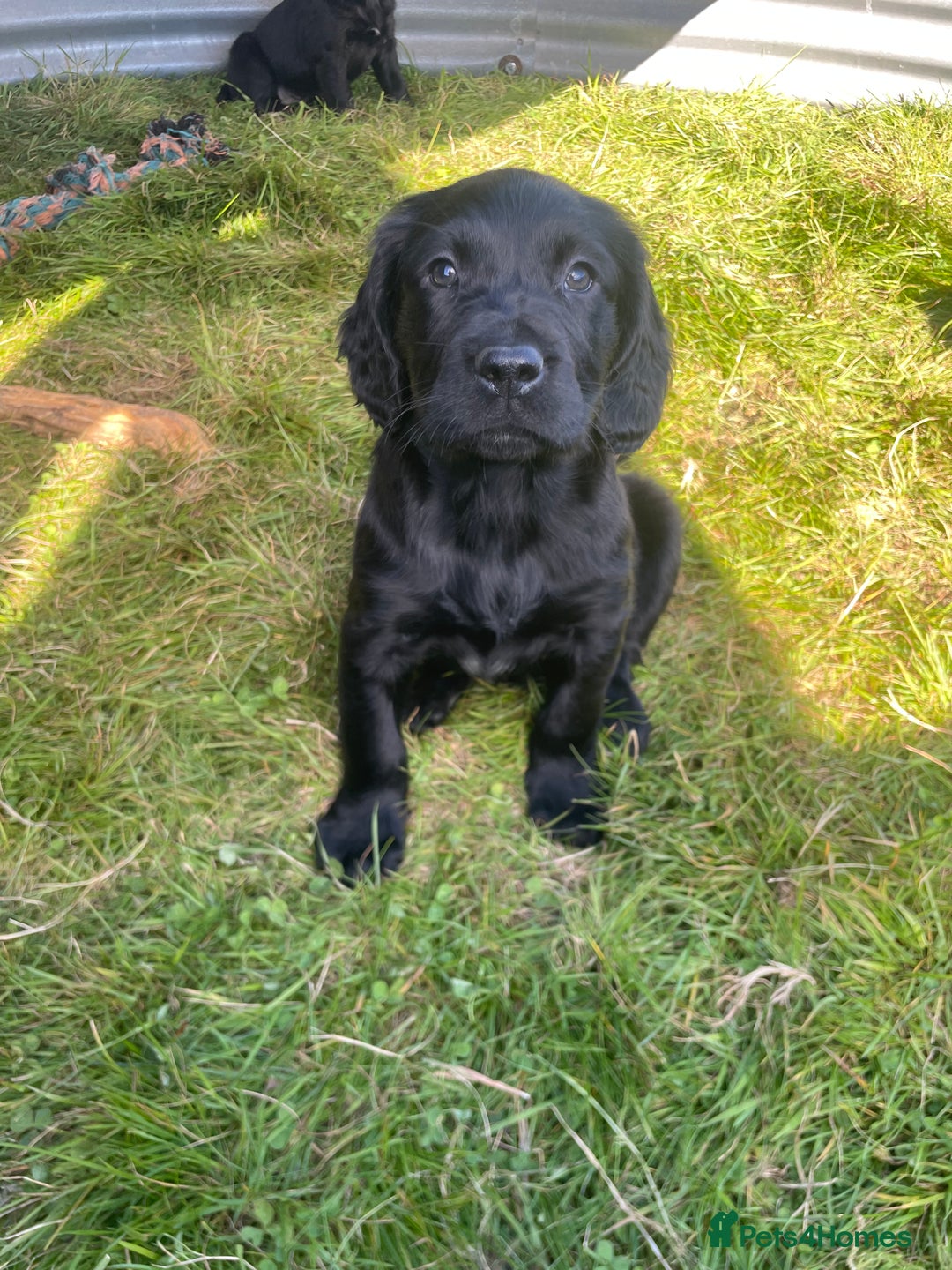 Mixed Breed dogs for sale: Beautiful Spangold puppies  - Image 5