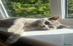 British Shorthair cats for sale: 1 year old Beautiful female British shorthair - Image 4