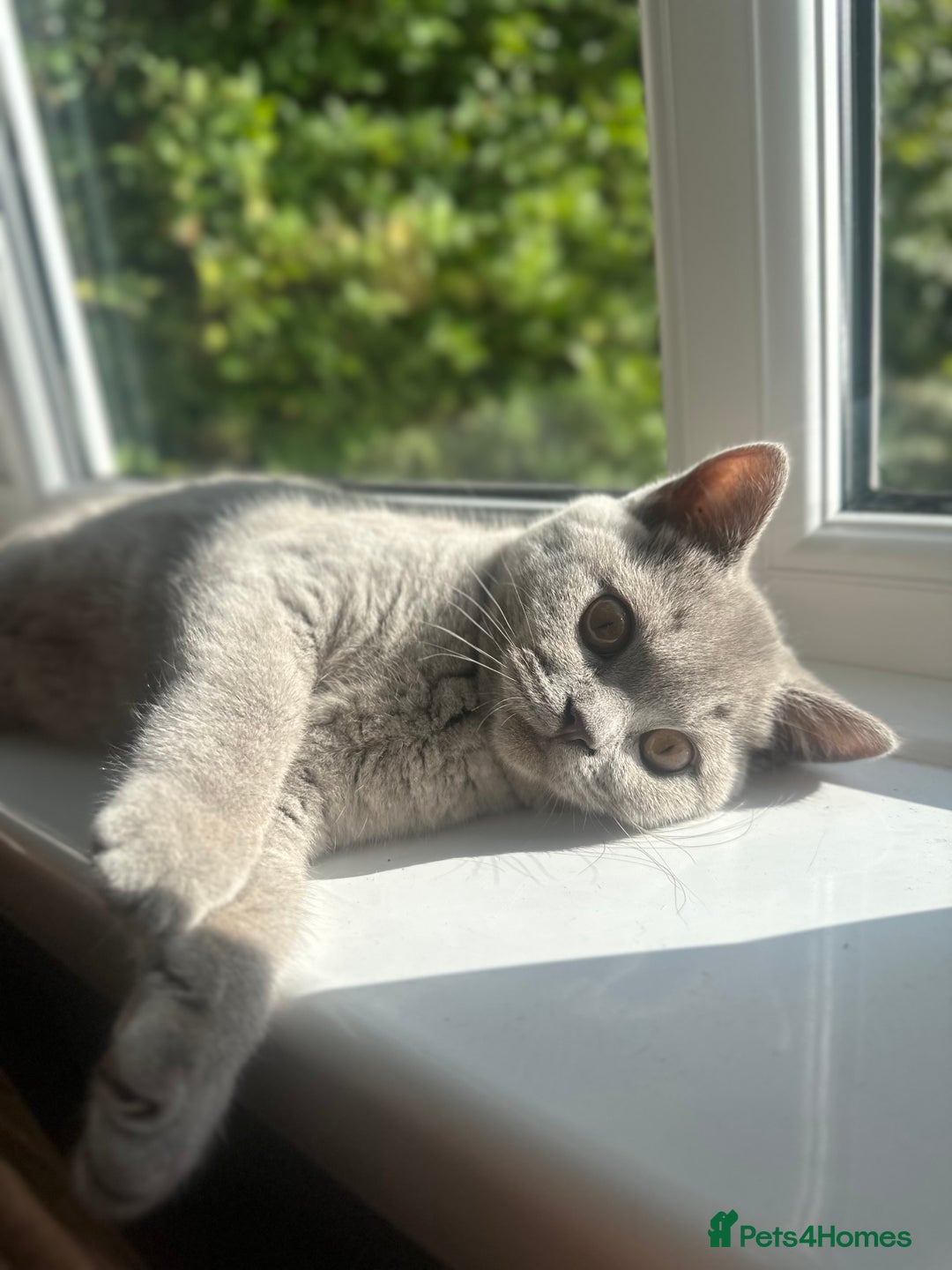 British Shorthair cats for sale: 1 year old Beautiful female British shorthair - Image 4