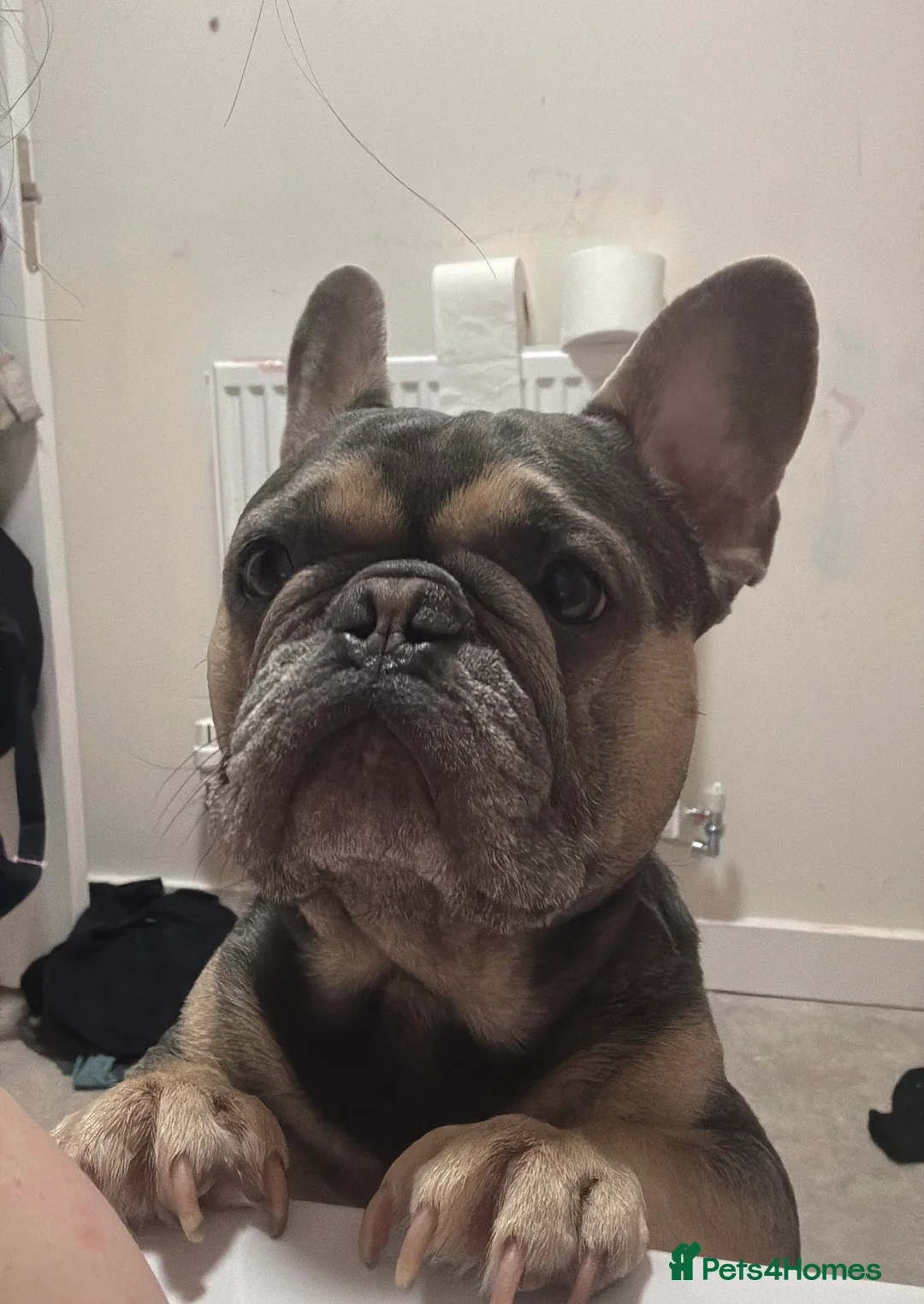 French Bulldog dogs for sale: Tiny Tino the frenchie in Gainsborough - Advert 2