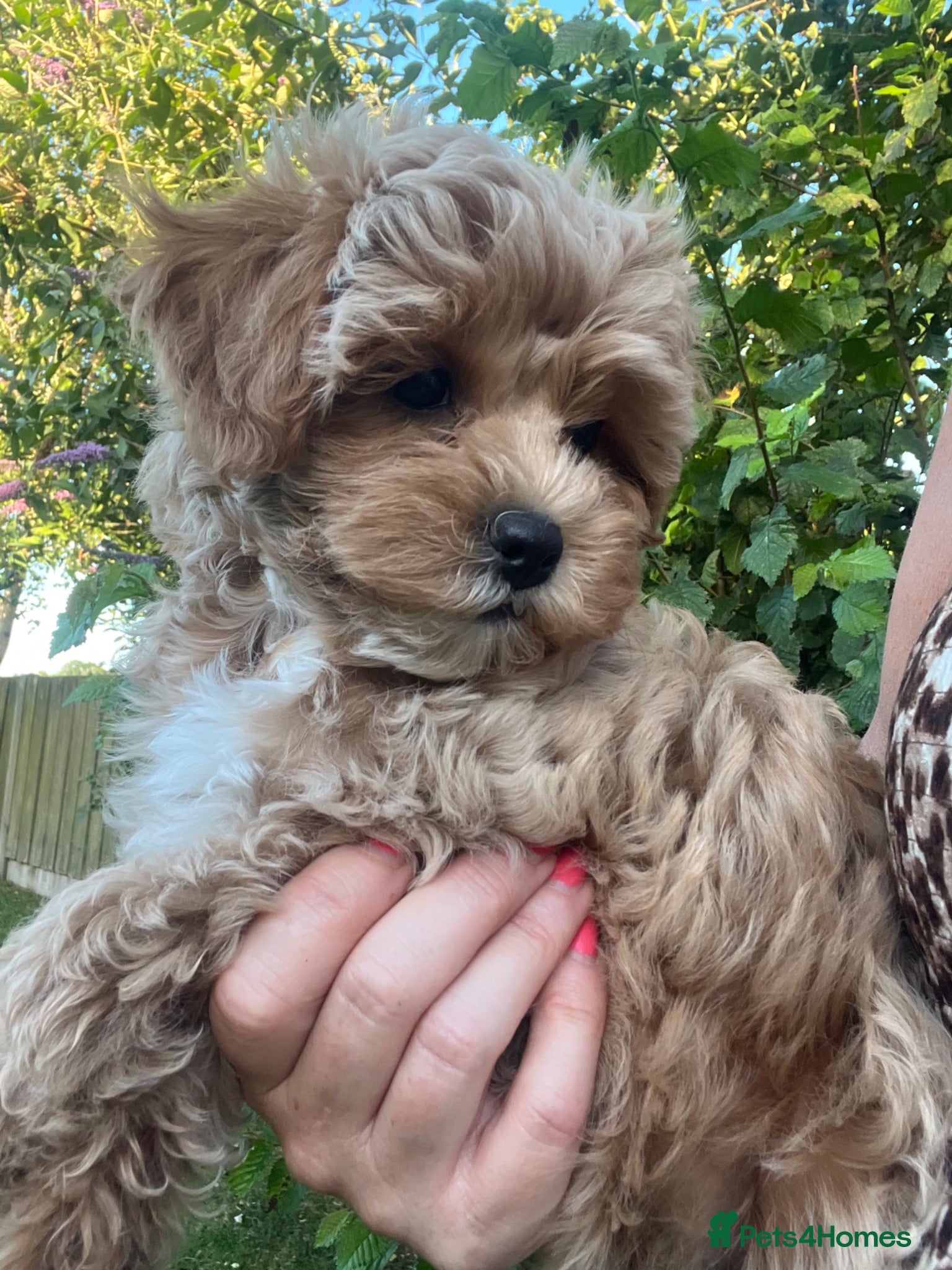 Maltipoo dogs Adorable Malshipoo puppies  - Advert 1