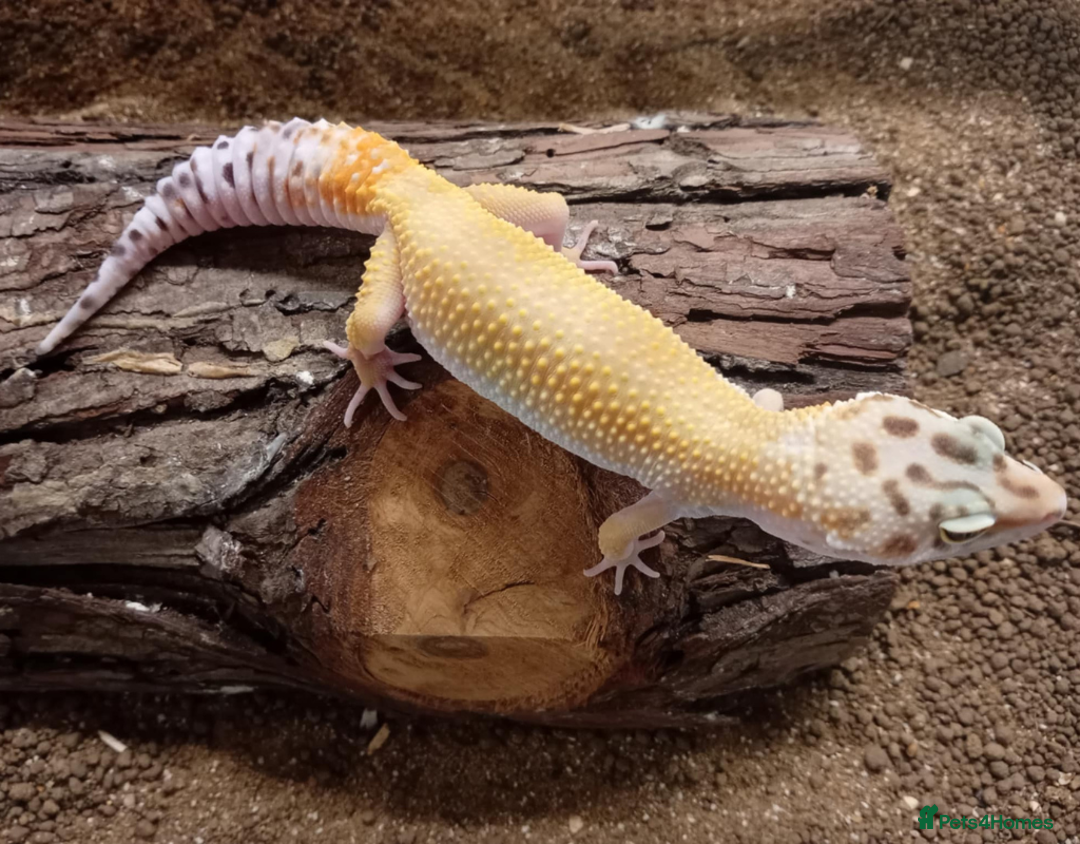 Leopard Gecko reptiles for sale: Leopard Gecko Juveniles Available CBUK - Advert 6