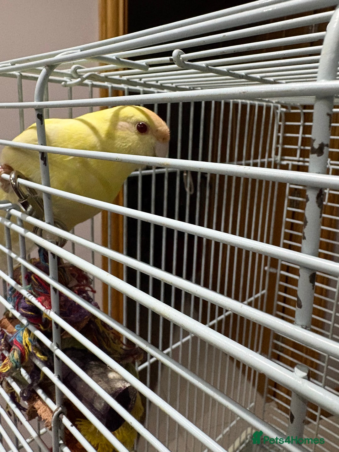 Parakeets birds for sale: Parakeet - Advert 2