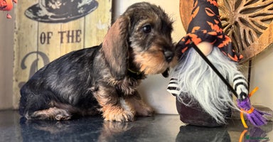 Dachshund dogs - Advert 3