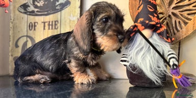 Dachshund dogs - Advert 3