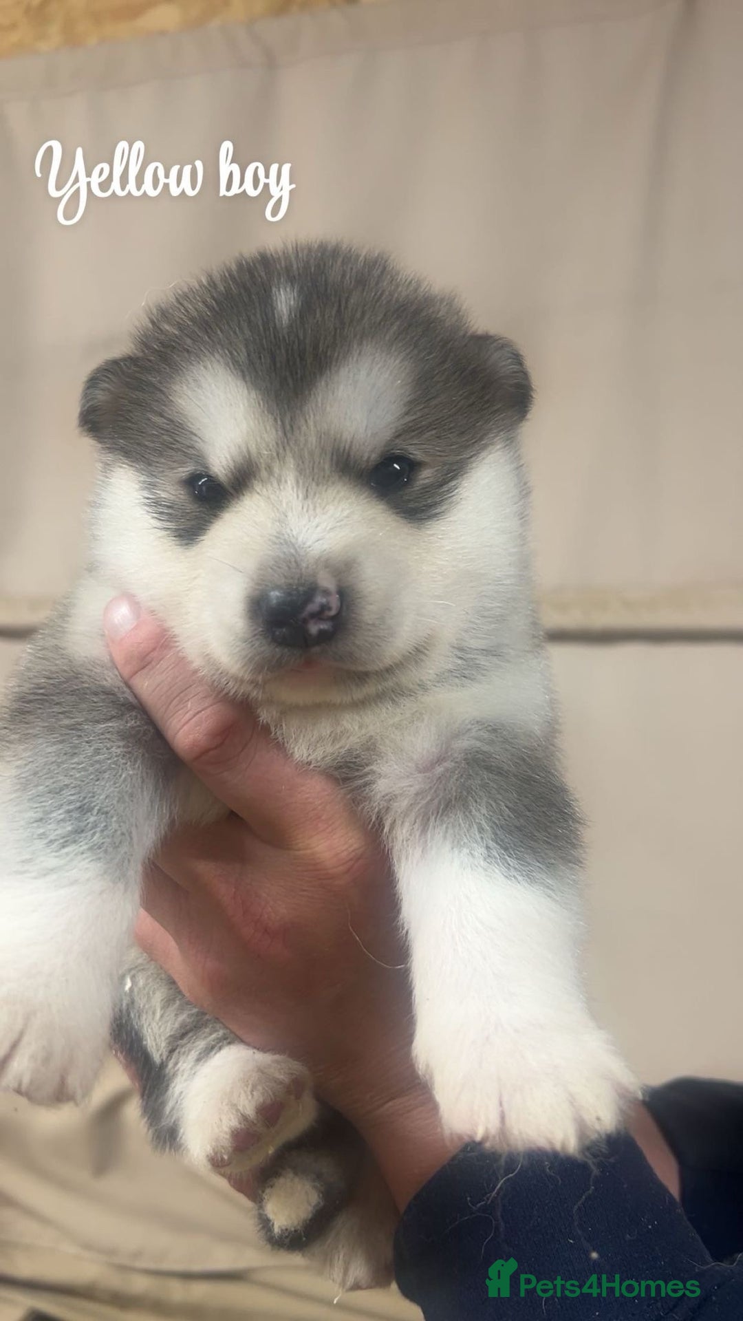 Alaskan Malamute dogs for sale: Pure breed Alaskan malamute puppies - Image 9