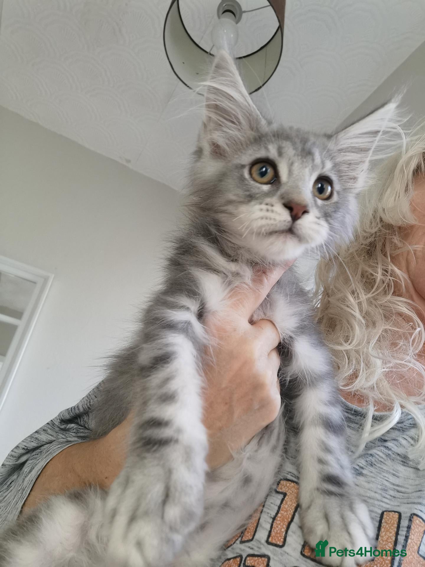 Maine Coon cats Pedigree Maine Coon kittens available for sale  - Advert 1