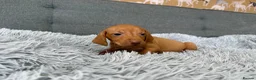 Hungarian Vizsla dogs for sale: Beautiful Kc registered litter available  - Advert 25