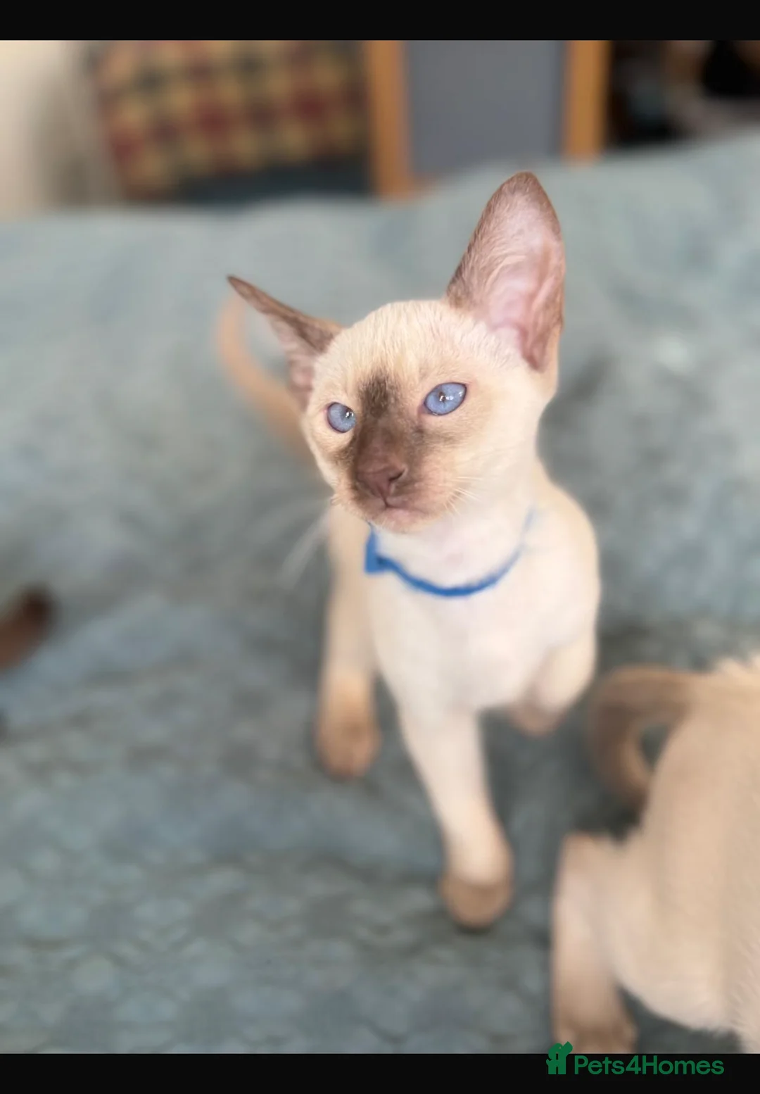 Siamese cats for sale: Siamese kittens  - Advert 5