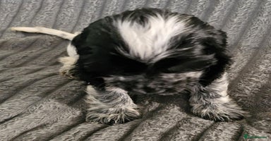 Cocker Spaniel dogs - Advert 2