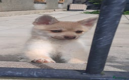 Pomsky dogs for sale: Fully vaccinated, 3 F4 Pomskies. Well socialised. - Image 4