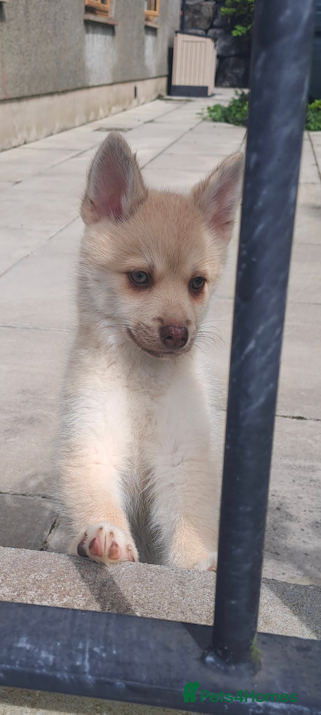 Pomsky dogs for sale: Fully vaccinated, 3 F4 Pomskies. Well socialised. - Image 4