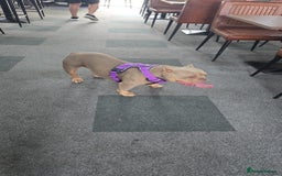 Mixed Breed dogs for sale: Female American pocket bully - Image 3