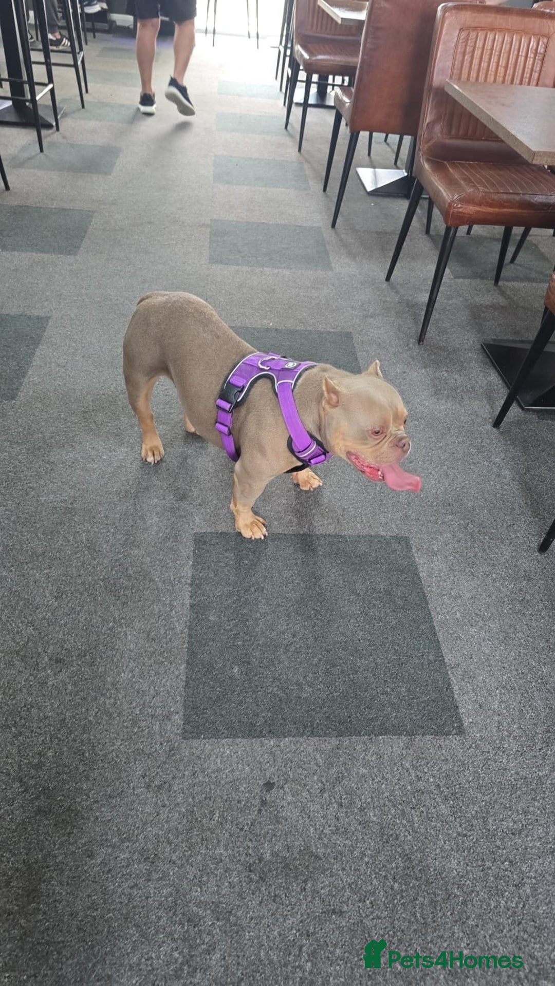 Mixed Breed dogs for sale: Female American pocket bully - Image 3