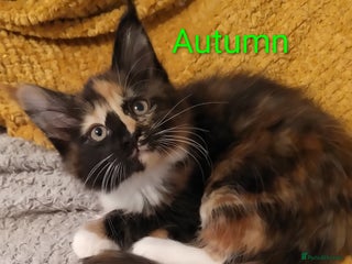 Maine Coon cats - Advert 1