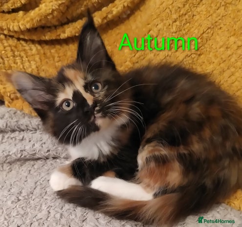 Maine Coon cats - Advert 1