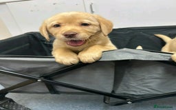 Labrador Retriever dogs for sale: Pure breed Labrador Retrievers puppies  - Image 19