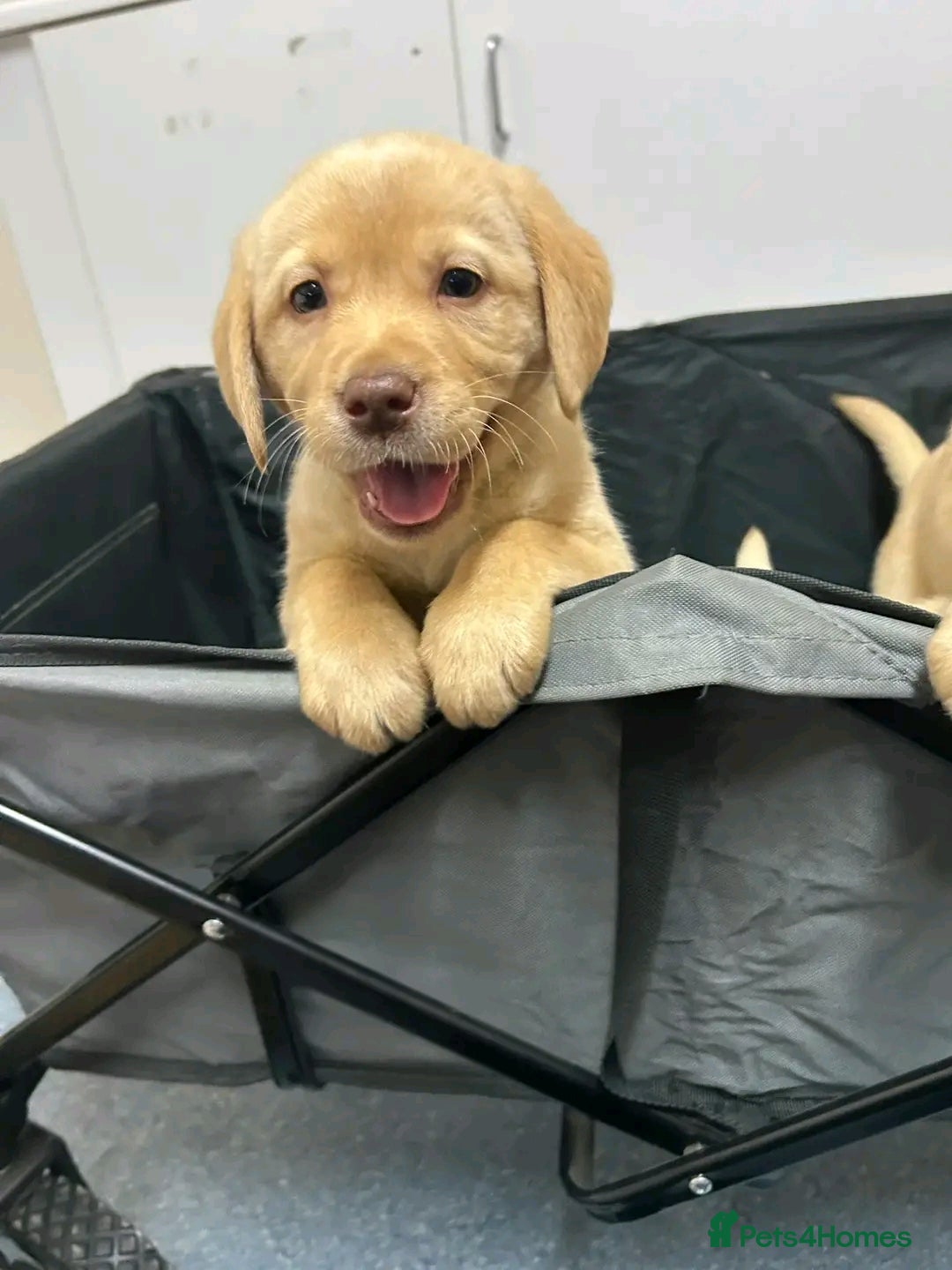 Labrador Retriever dogs for sale: Pure breed Labrador Retrievers puppies  - Image 19