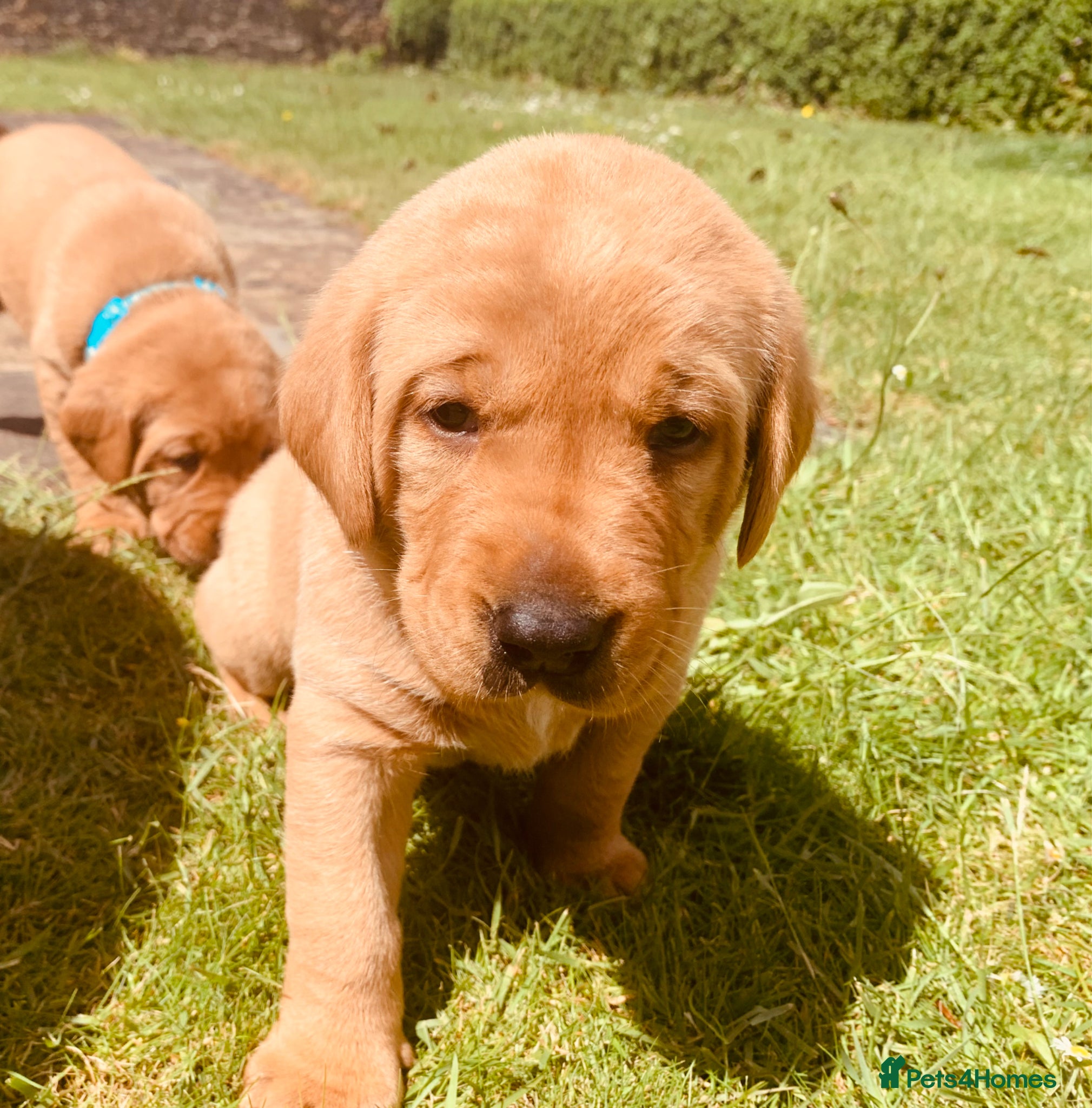 Labrador Retriever dogs for sale: KC reg health-tested Fox Red lab pups home raised - Advert 12