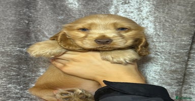 Cocker Spaniel dogs - Advert 14