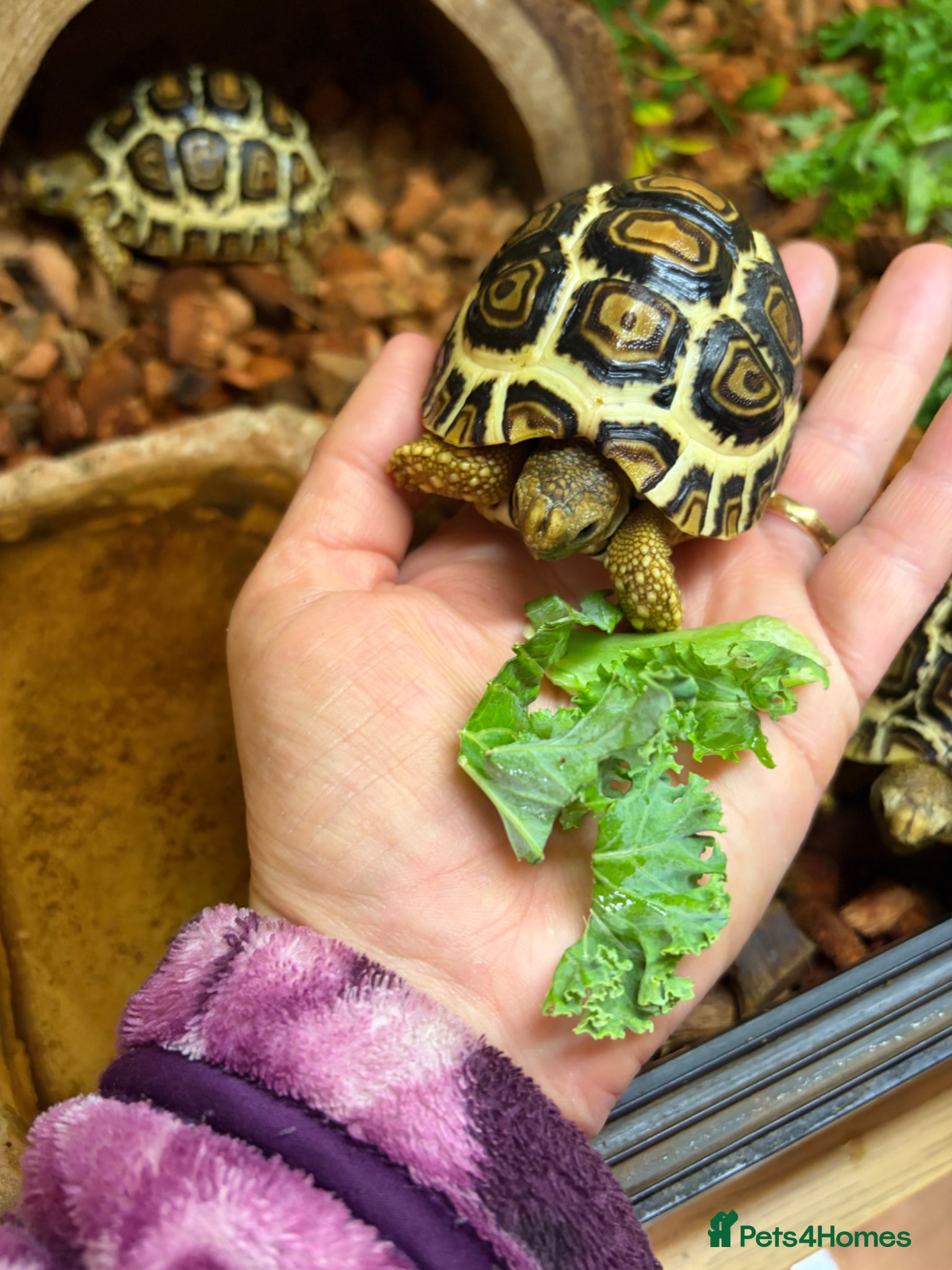 Tortoise reptiles for sale: Leopard Tortoses- Stunning RARE High White Babies - Advert 2