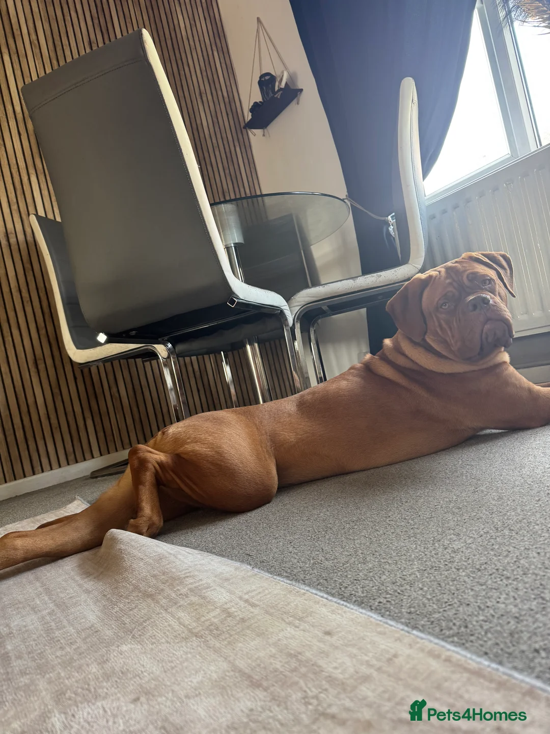 Dogue De Bordeaux dogs for sale: MeMe  - Advert 3