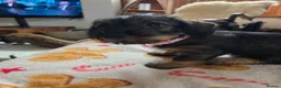 Dachshund dogs for sale: Five miniature Wire Haired Dachshund puppies - Advert 21