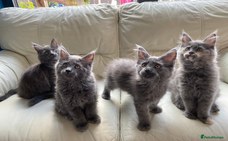 Maine Coon cats - Advert 14