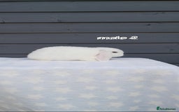 Mini Lop rabbits for sale: Male and female mini lops  - Image 7