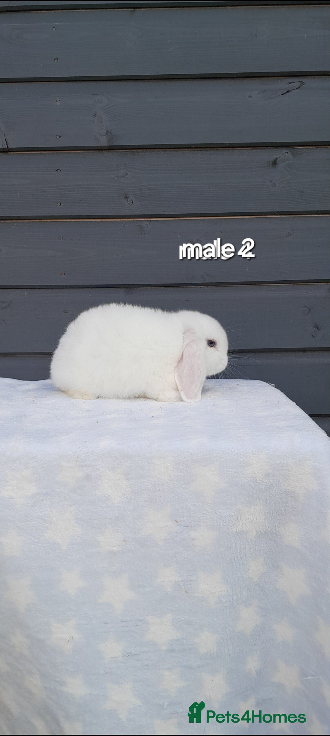 Mini Lop rabbits for sale: Male and female mini lops  - Image 7