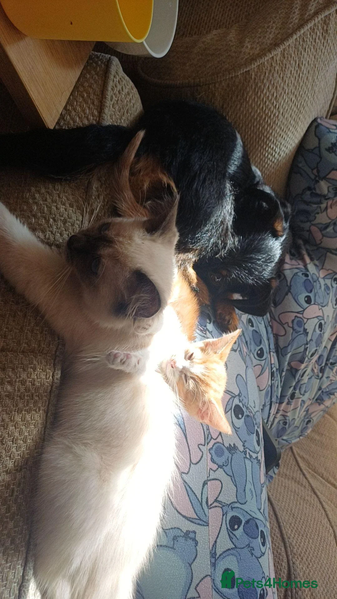 Ragdoll cats for sale: Ragdoll cross callico  in Daventry - Advert 3
