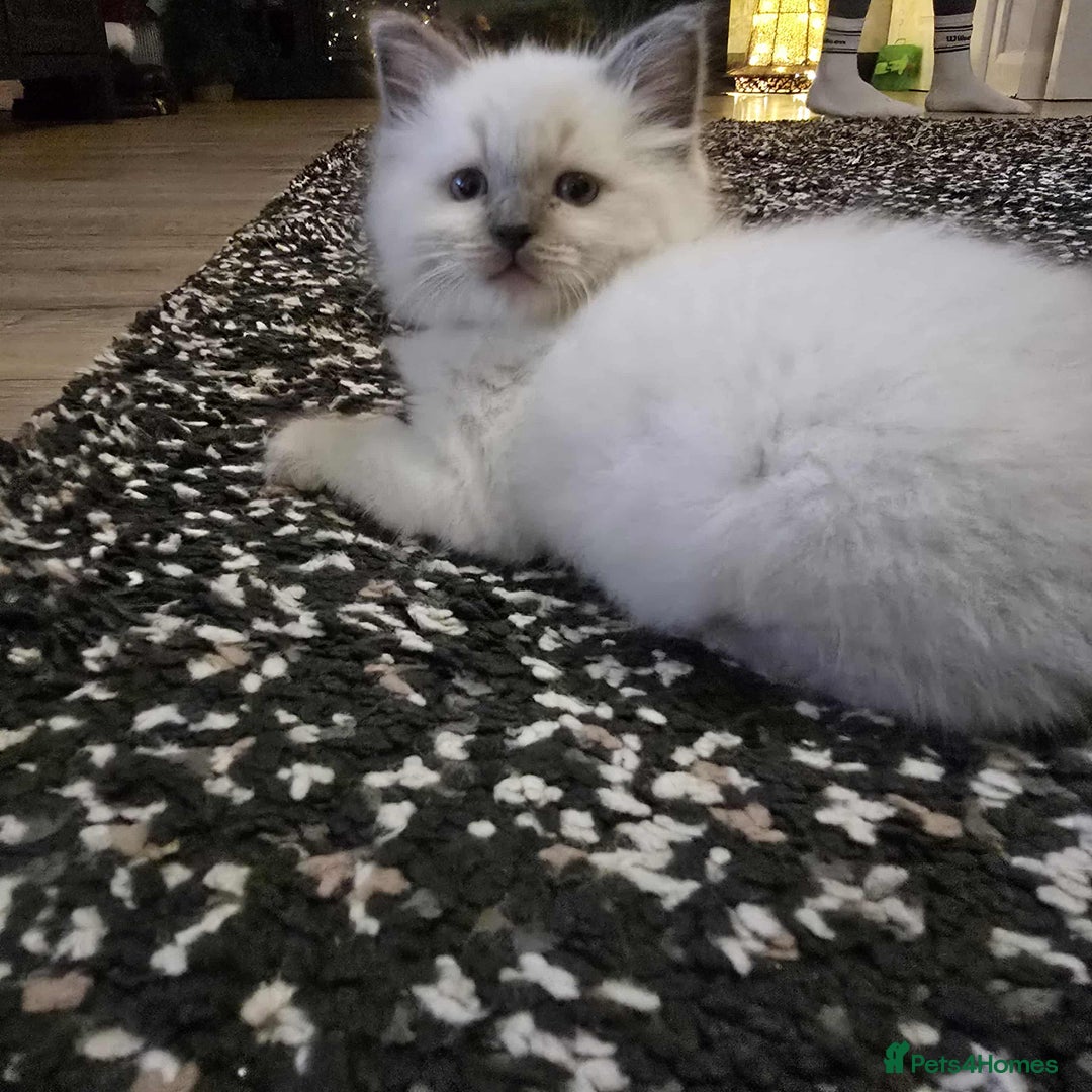 Ragdoll cats for sale: Our Teddy need new home - Advert 7