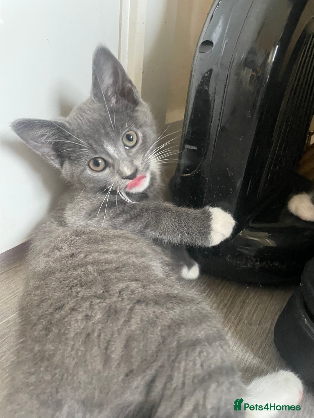 Domestic Shorthair cats for sale: 2 adorable girl kittens for sale  - Advert 4