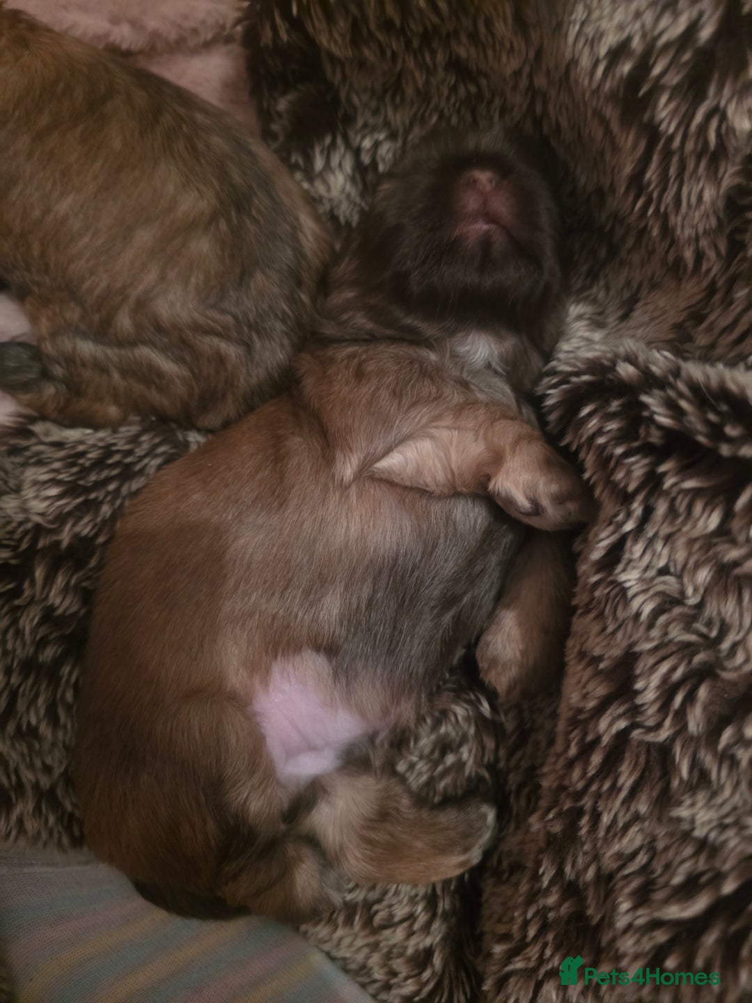 Shih Tzu dogs for sale: Teddy Bear Shiuz - Advert 6