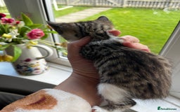 Mixed Breed cats for sale: Kittens for sale - Image 26