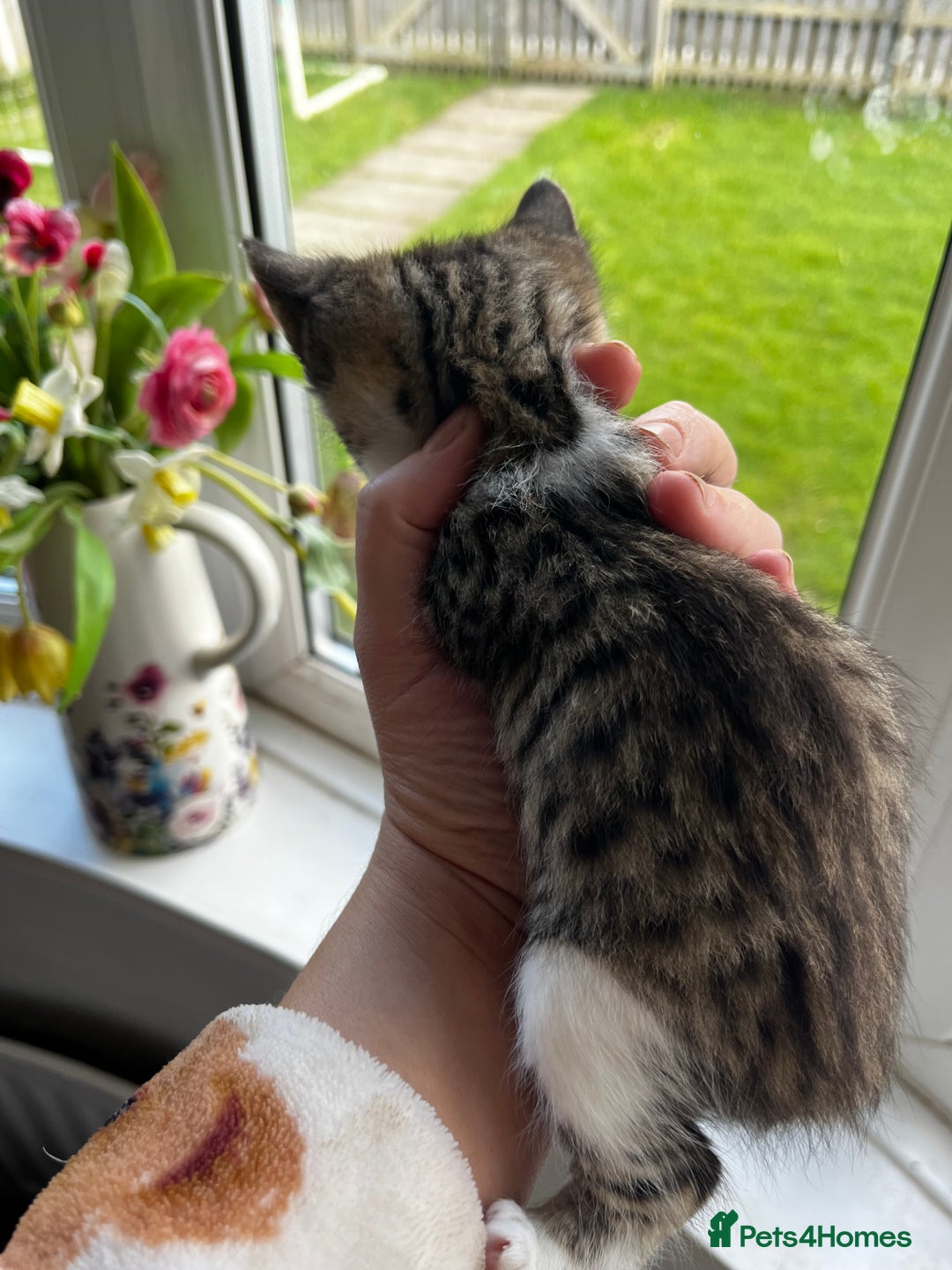 Mixed Breed cats for sale: Kittens for sale - Image 26