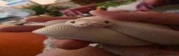 Python Snake reptiles for sale: Blue eyed Leucistic Juvenile  - Advert 4