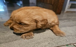 Golden Retriever dogs for stud: Gorgeous KC registered Golden Retriever stud dog  in Chesterfield - Image 12
